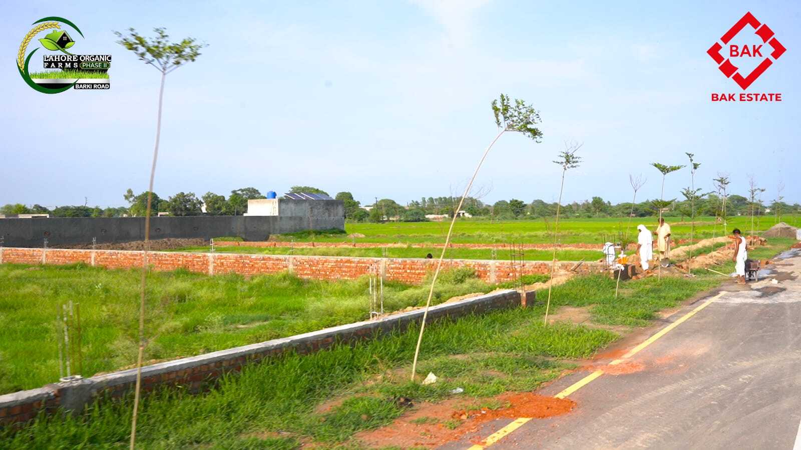 Lahore Organic Farms Phase 1 - gallery image